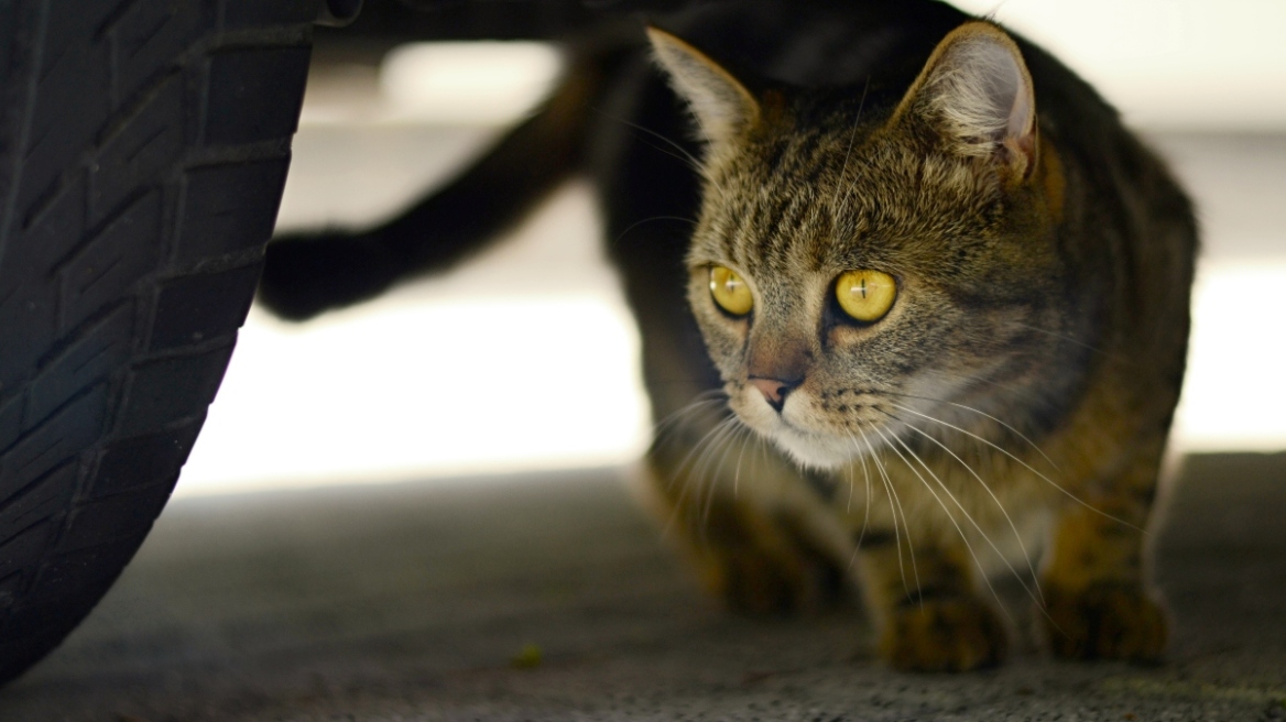 Βέλγιο: Σε καταψύκτες σπιτιού βρέθηκαν 75 γάτες και τρεις σκύλοι - Σκληρή εικόνα