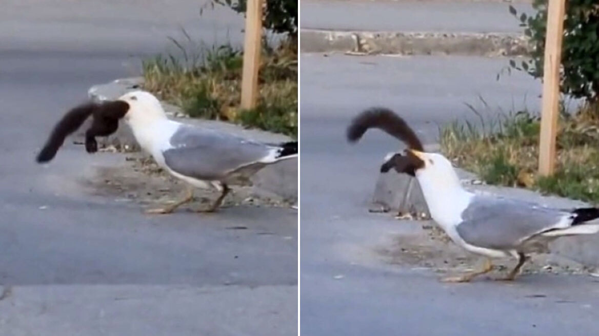 Η απίστευτη στιγμή που γλάρος καταπίνει ζωντανό σκίουρο