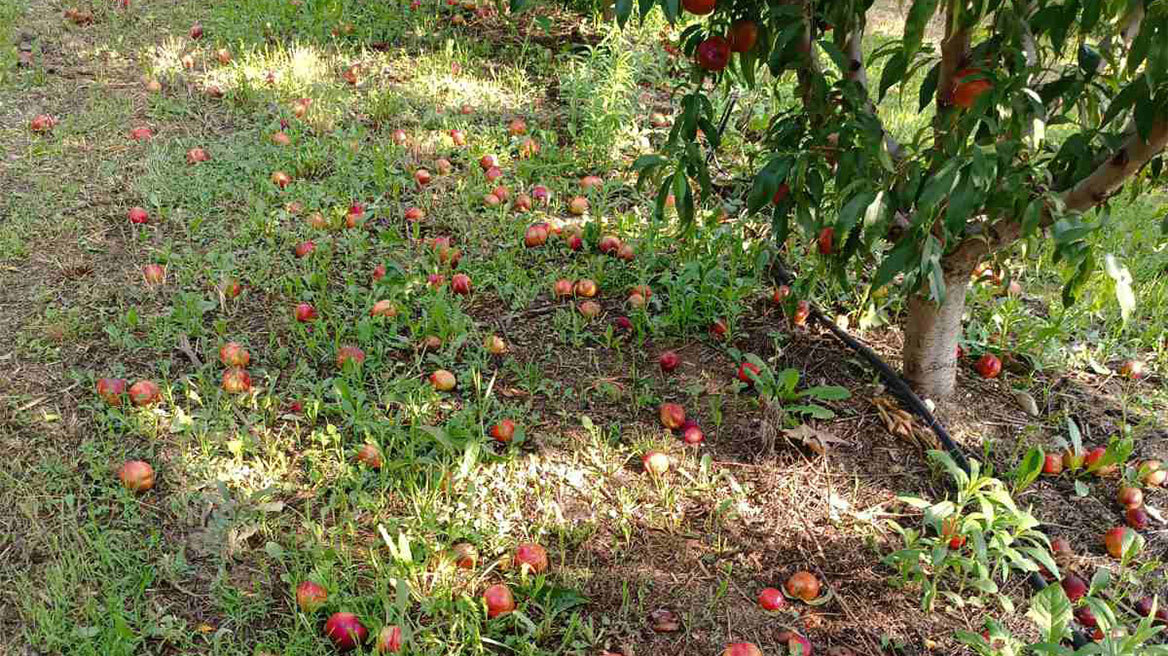 Κοζάνη: Ξαφνικό μπουρίνι κατέστρεψε δεντροκαλλιέργειες στον κάμπο του Βελβεντού