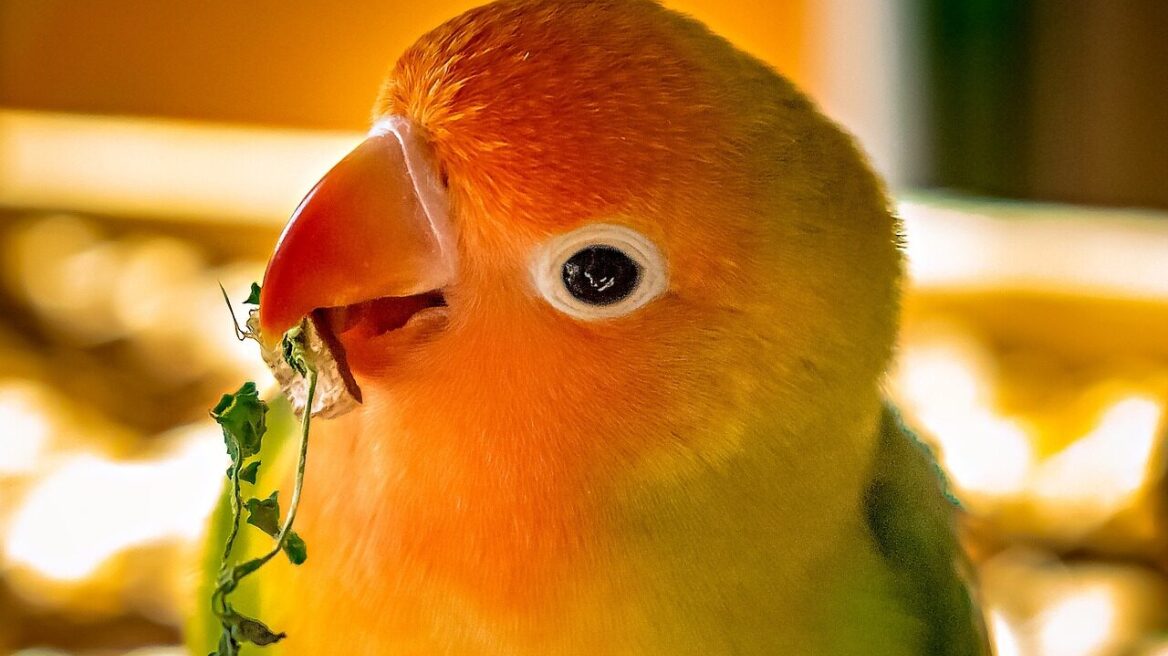 Lovebirds: Η ιδανική διατροφή που πρέπει να ακολουθήσετε