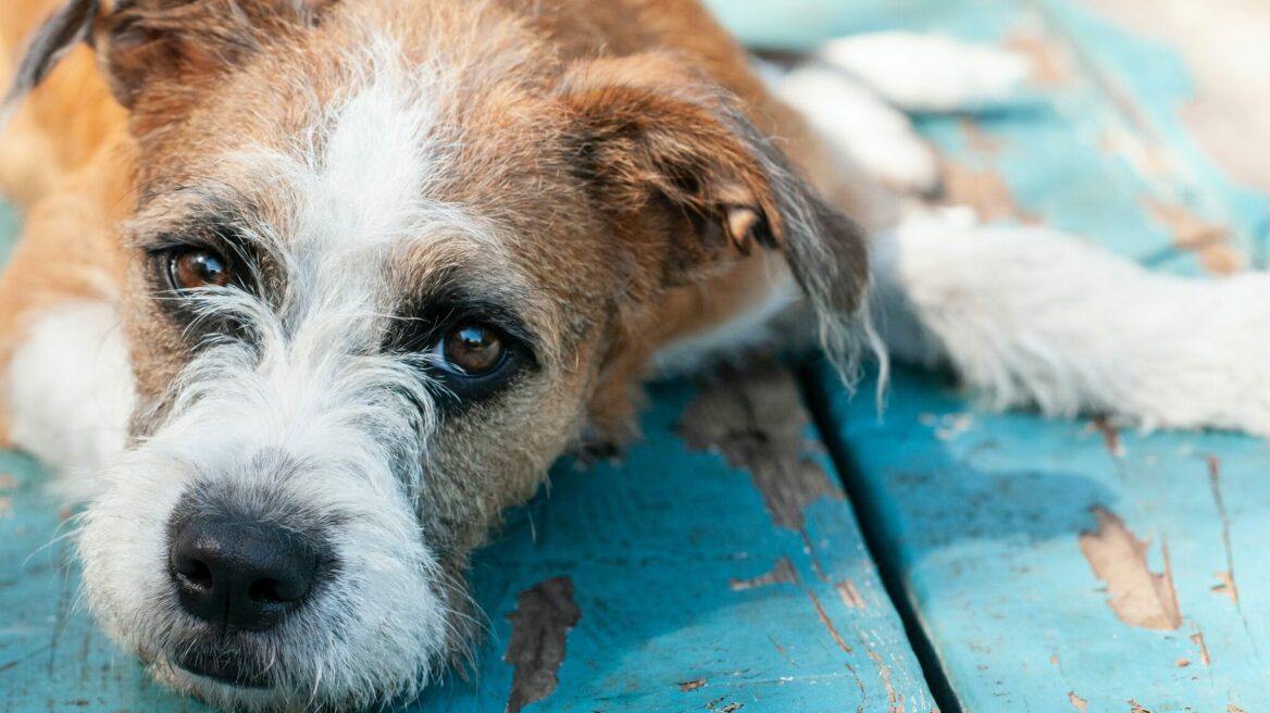 Οστεοαρθρίτιδα και σκύλοι: Τι πρέπει να γνωρίζετε