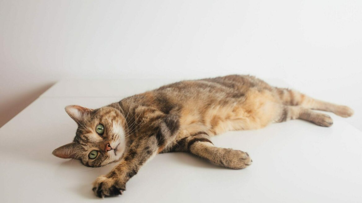 Πώς να κόβουμε μόνοι μας τα νύχια της γάτας μας