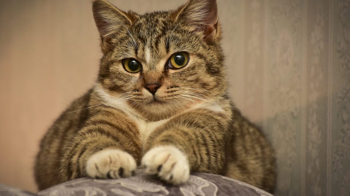 Πώς να σταματήσετε τη γάτα να ξύνει τα έπιπλά σας