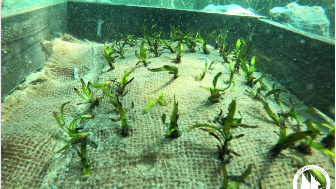 Οι Λειψοί φυτεύουν κήπους στον βυθό της θάλασσας