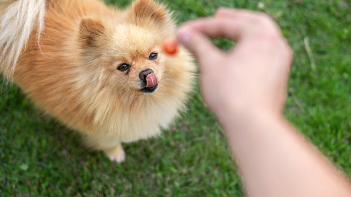 Τα φρούτα που είναι απαγορευτικά για το σκύλο σας