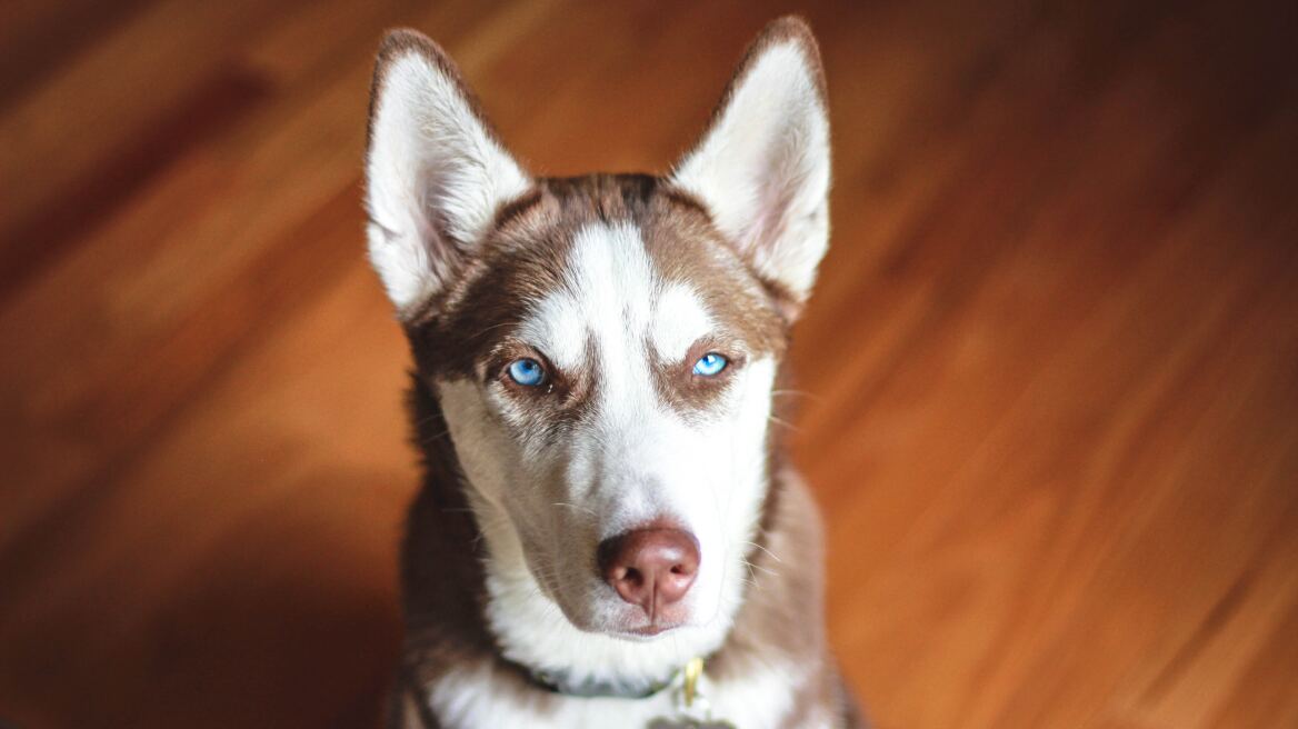 10 ενδιαφέρουσες πληροφορίες για τα υπέροχα Χάσκι
