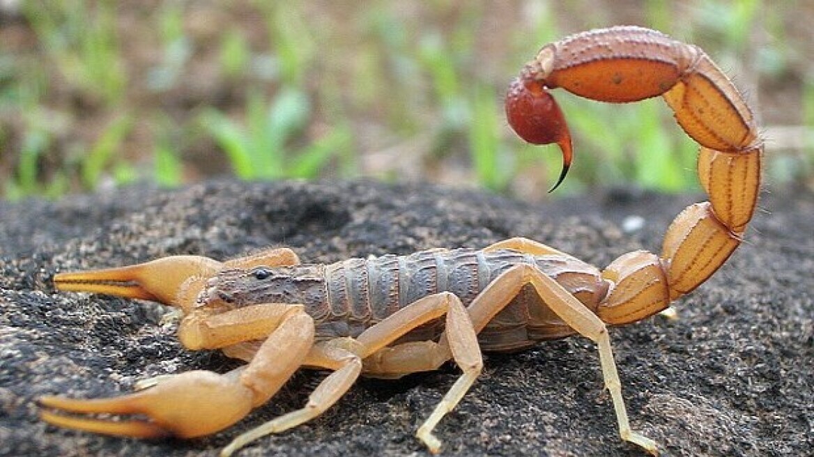 Λάρισα: Στο νοσοκομείο 16χρονος μετά από τσίμπημα σκορπιού