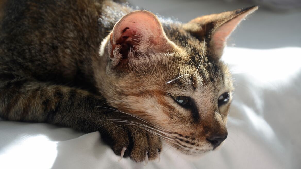 Οι λόγοι που δεν πρέπει να αφαιρείτε τα νύχια της γάτας σας με ονυχεκτομή