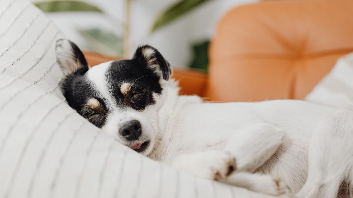 Πώς θα βοηθήσετε το κουτάβι σας να κοιμάται ήρεμο το βράδυ
