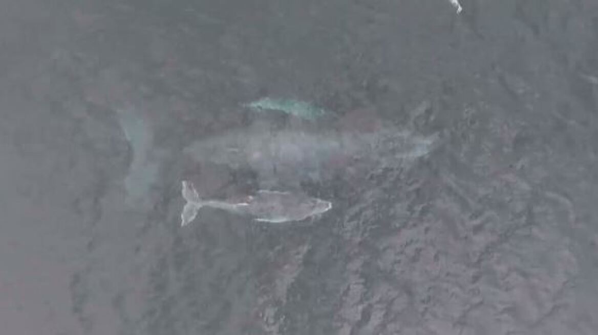 Κολομβία: Μοναδικές εικόνες μεγάπτερης φάλαινας να θηλάζει το μικρό της - Δείτε το σπάνιο βίντεο