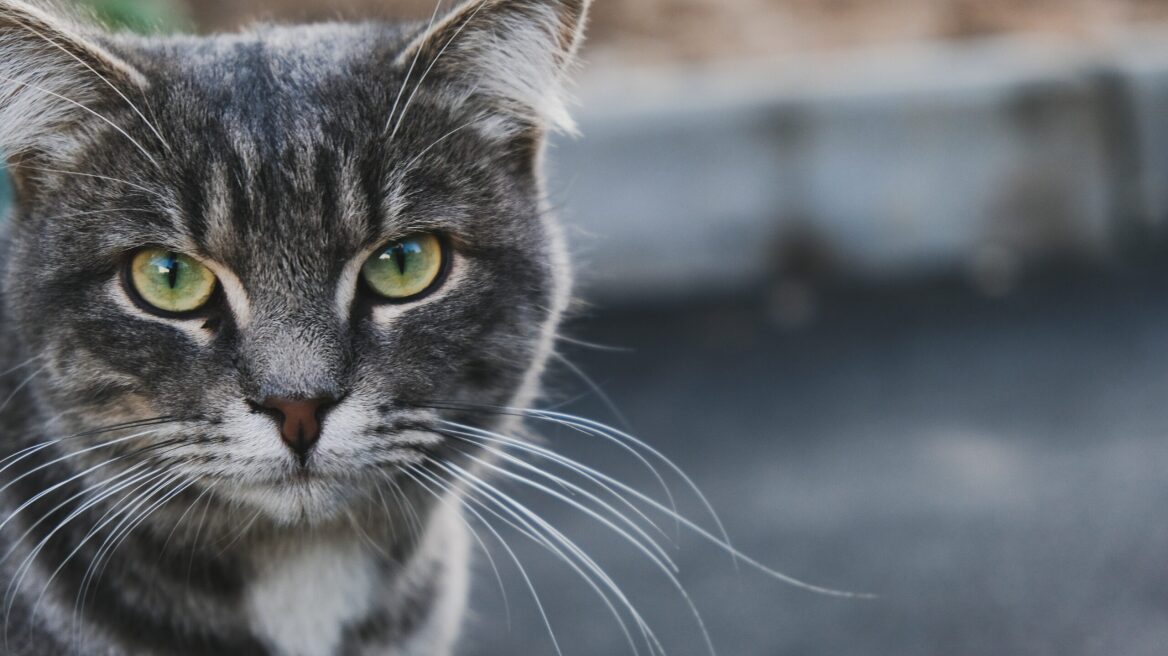 Οι λόγοι που οι γάτες ζουν περισσότερο από τους σκύλους