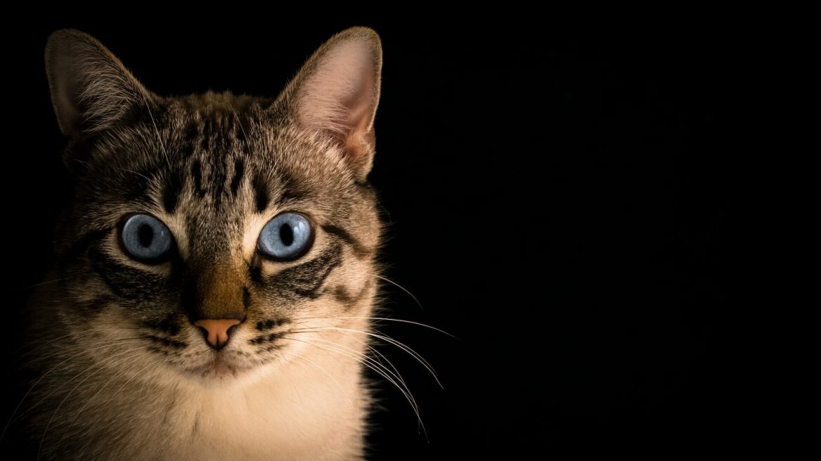 Διαταραχή PICA: Τι συμβαίνει όταν η γάτα σας καταναλώνει μη βρώσιμες ουσίες