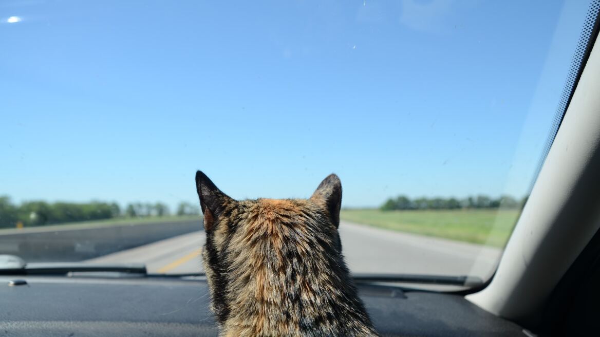 Road trip με την γατούλα σας: Όλα όσα πρέπει να γνωρίζετε πριν ξεκινήσετε το ταξίδι σας