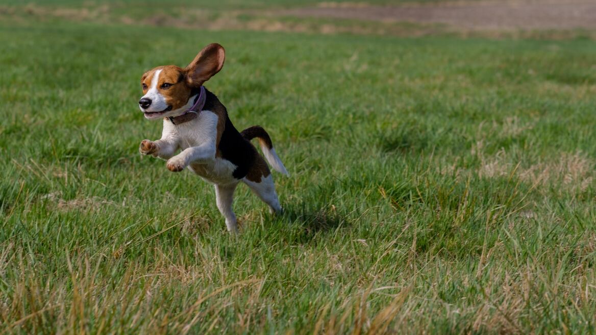 Δένονται με τους κηδεμόνες, τα πάνε εξαιρετικά με τα παιδιά -15 αλήθειες για τα Beagle