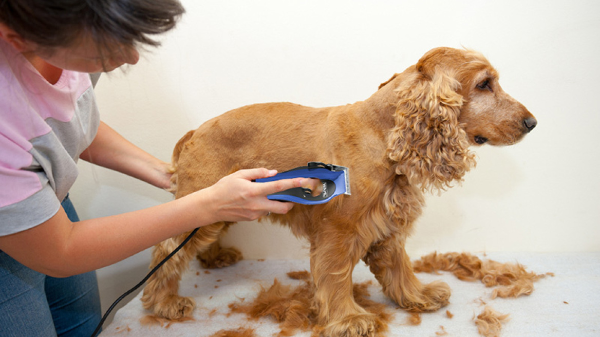 Να πώς θα κουρέψετε το σκύλο σας γρήγορα και με ασφάλεια στο σπίτι