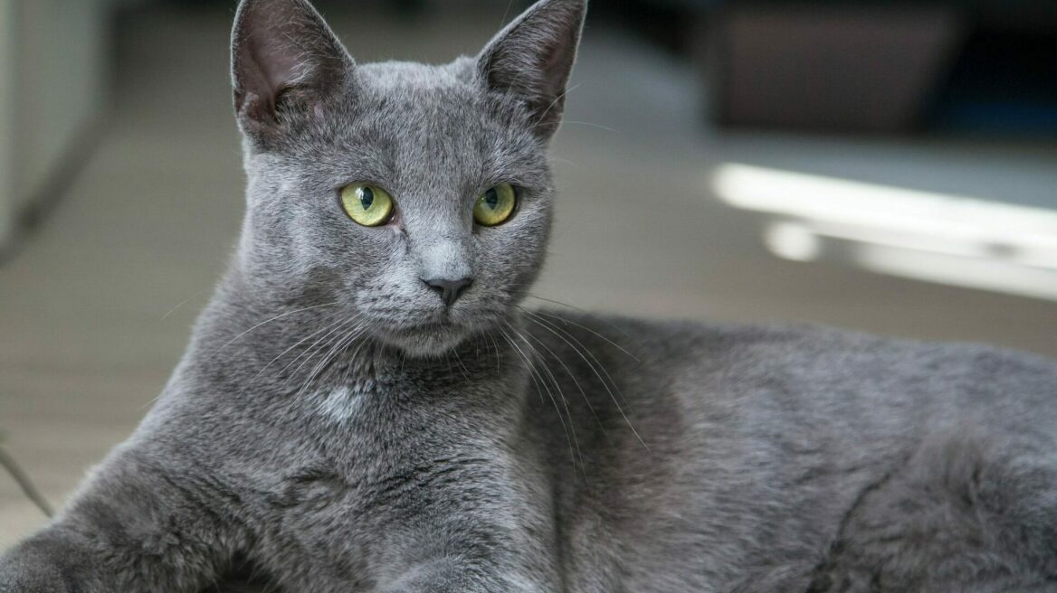 5 πράγματα που μπορεί να κάνετε καθημερινά αλλά εκνευρίζουν τη γάτα σας