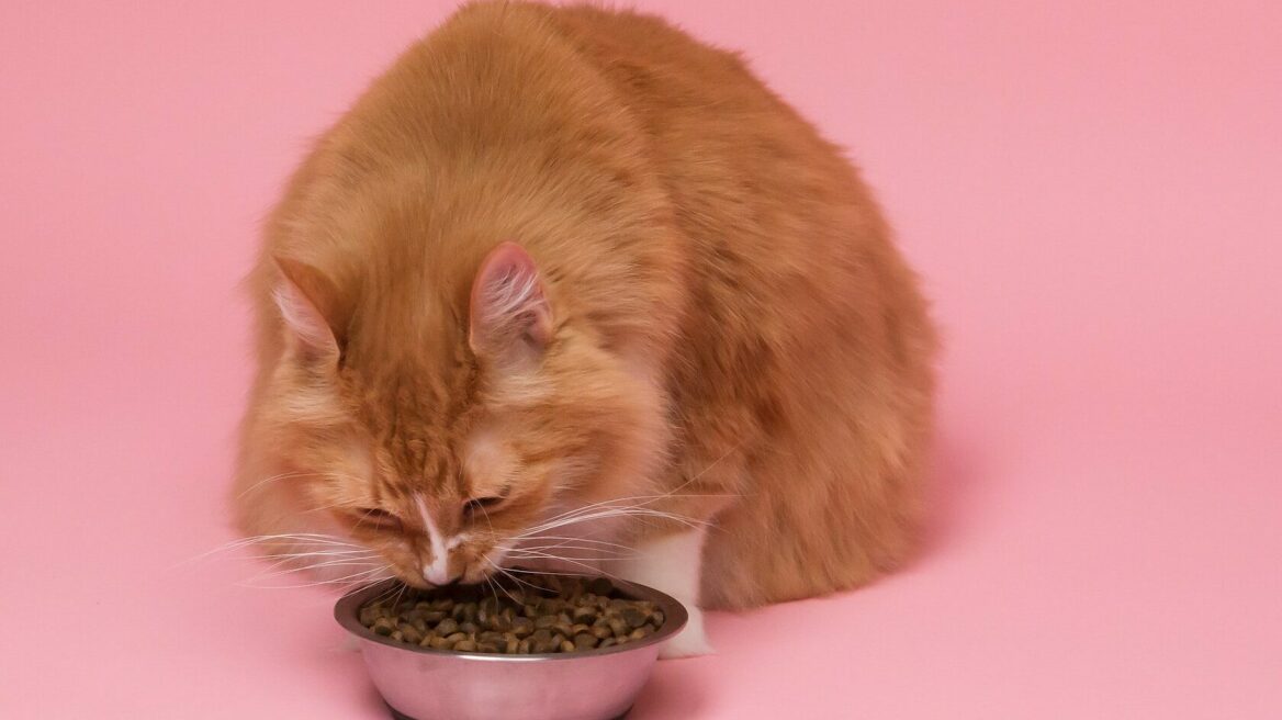 Υγρή ή ξηρά τροφή: το δίλημμα για τις γάτες