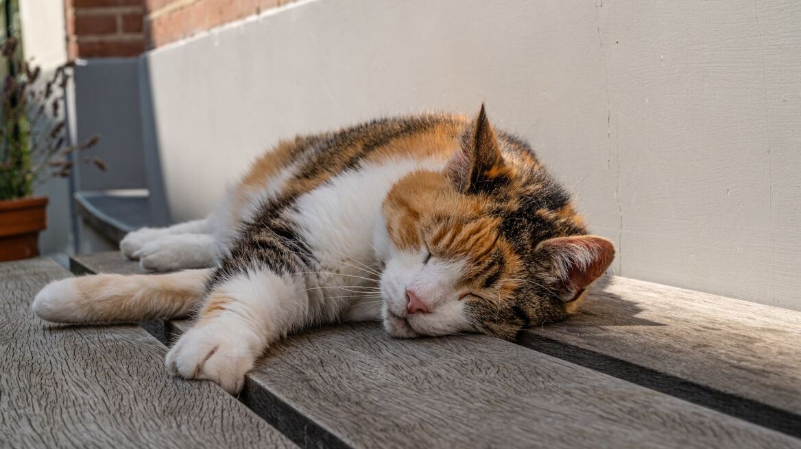 Πώς να προστατεύσετε τη γάτα σας από τον καύσωνα