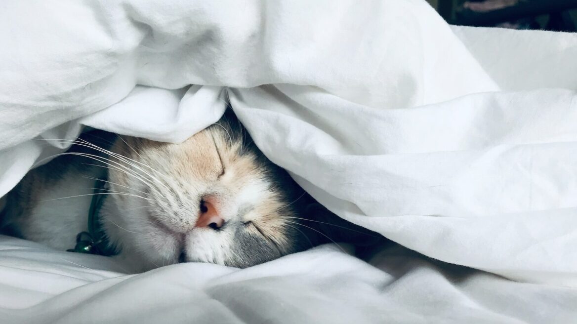 Πώς να εκπαιδεύσετε τη γάτα σας να κοιμάται τη νύχτα