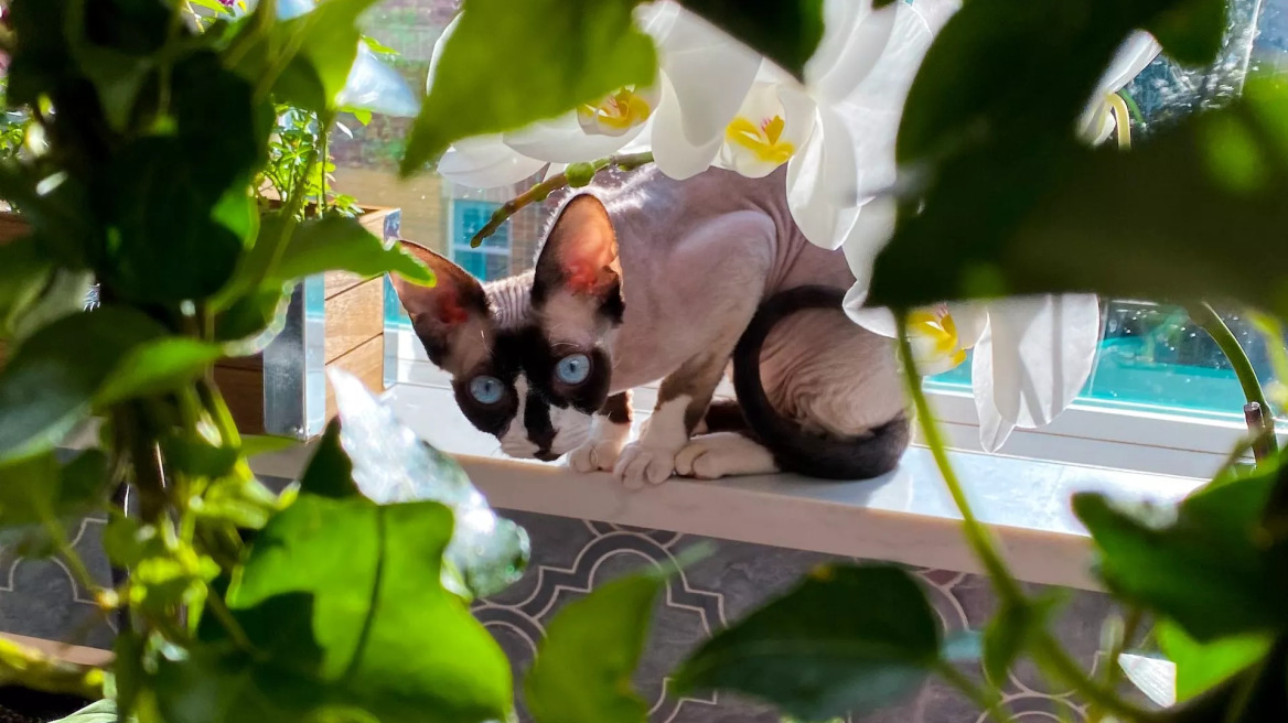 13 φυτά που είναι επικίνδυνα για τη γάτα σας