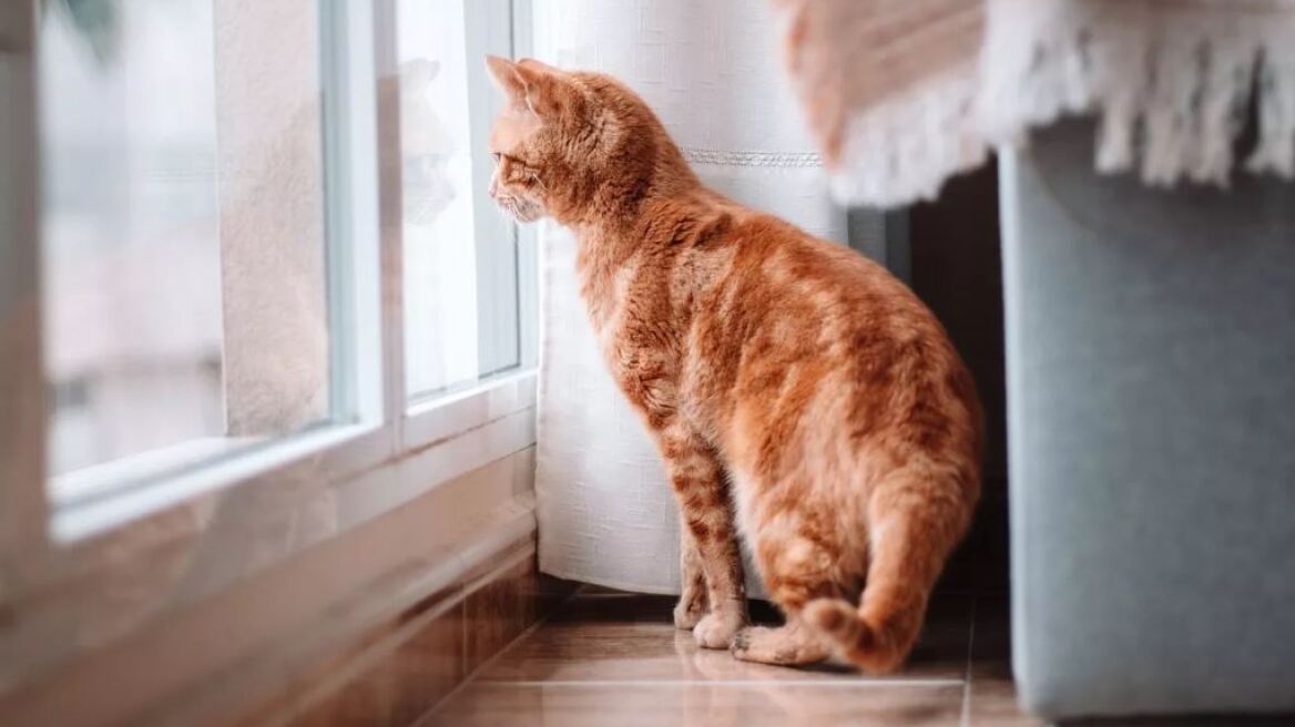 Γάτες: Πώς δείχνουν ότι τους λείπουμε όταν δεν είμαστε σπίτι