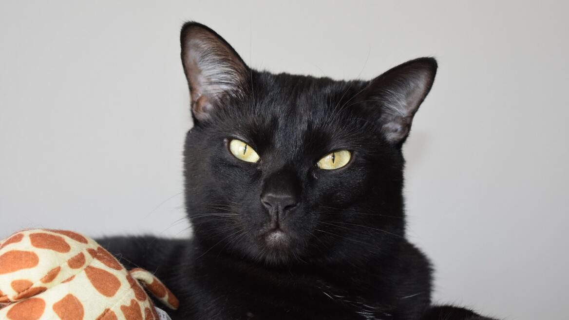 7 ενδιαφέρουσες πληροφορίες για τις εντυπωσιακές μαύρες γάτες