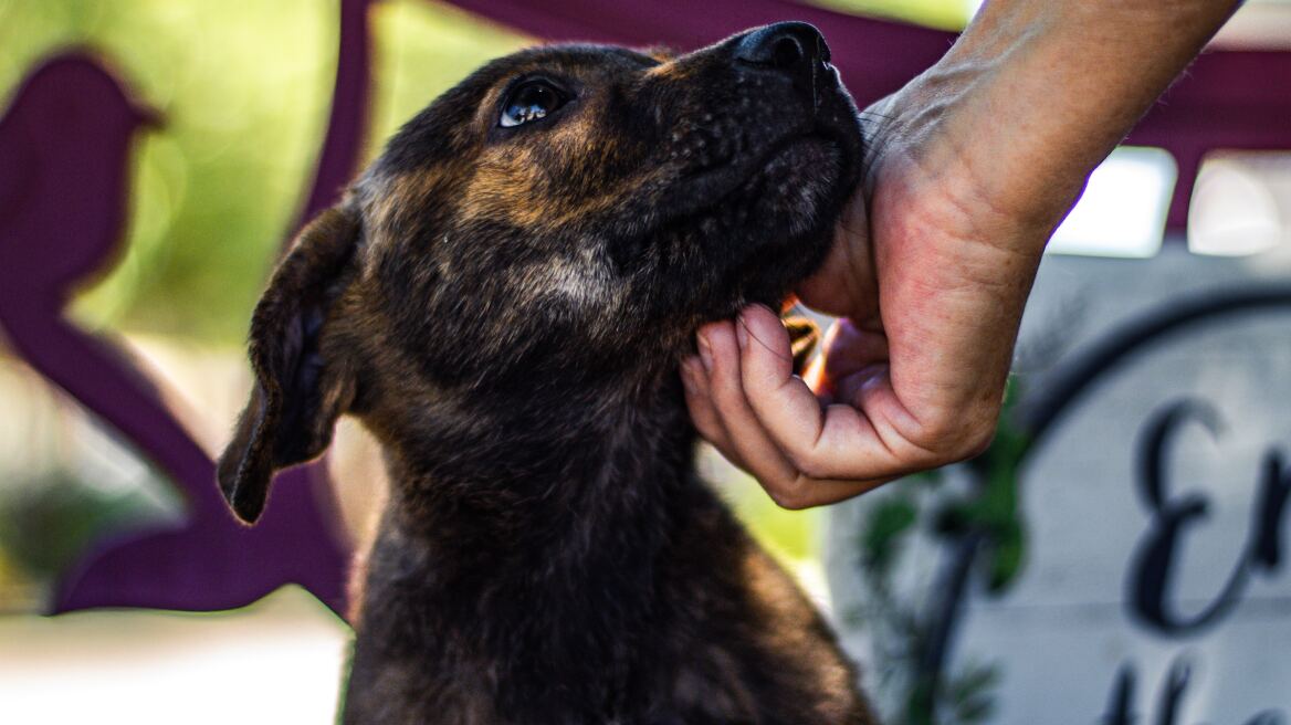 Πώς θα δώσετε τις πρώτες βοήθειες σε πυρόπληκτα ζωάκια