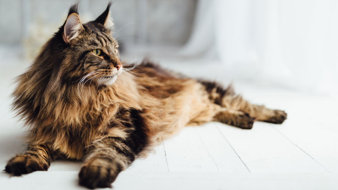 Μπορούν να εκπαιδευτούν, είναι εξαδάκτυλες - 10 πράγματα που δεν γνωρίζετε για τις γάτες Maine Coon