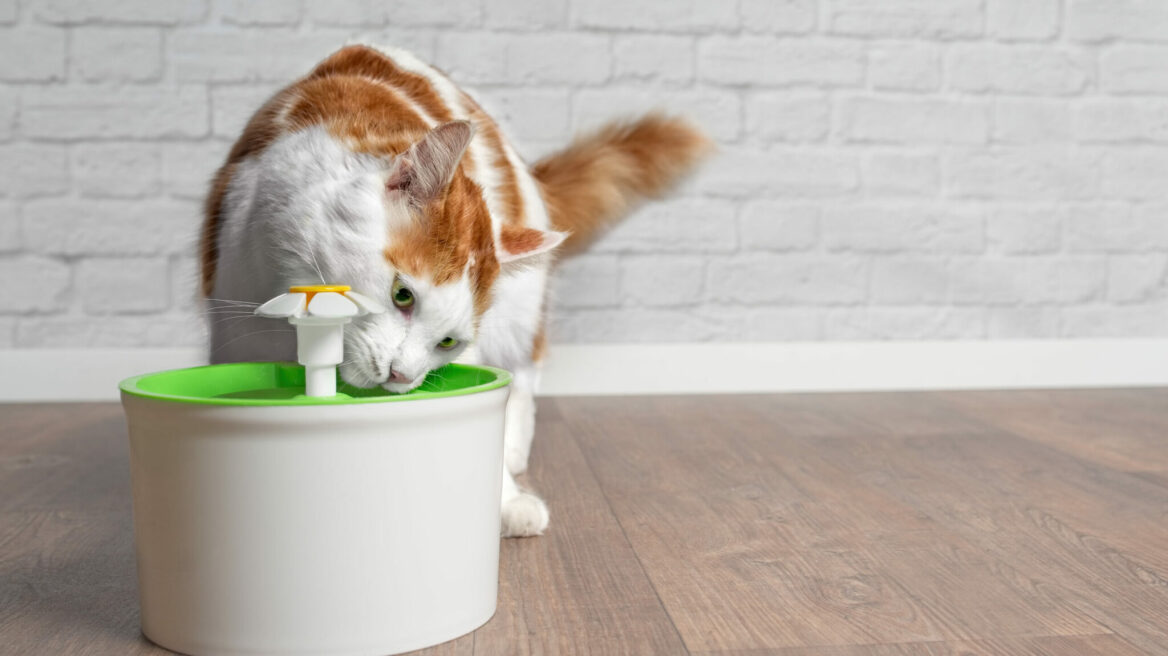 Οι λόγοι που η γάτα σας μόλις άρχισε να πίνει πολύ νερό