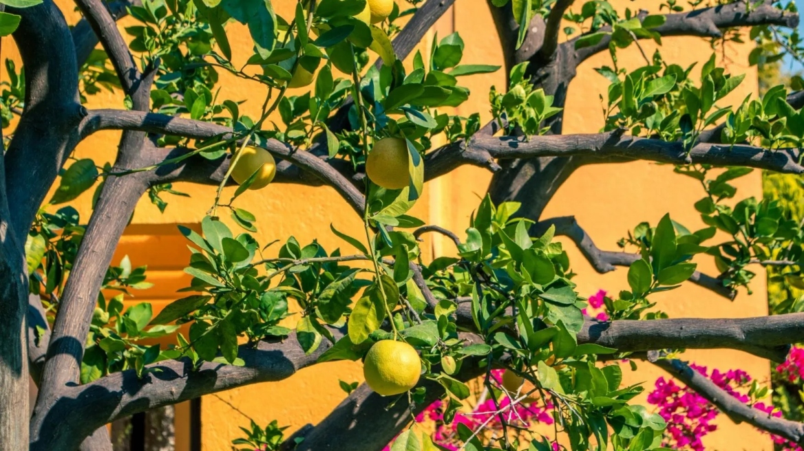 Το ζευγάρι που πήρε ένα «κακοποιημένο» κτήμα στην Εύβοια και το μετέτρεψε σε γόνιμο παράδεισο