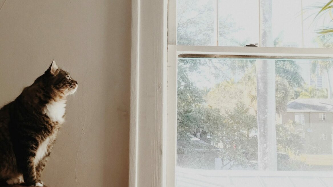 Η αλήθεια για το αν οι γάτες μπορούν να δουν φαντάσματα