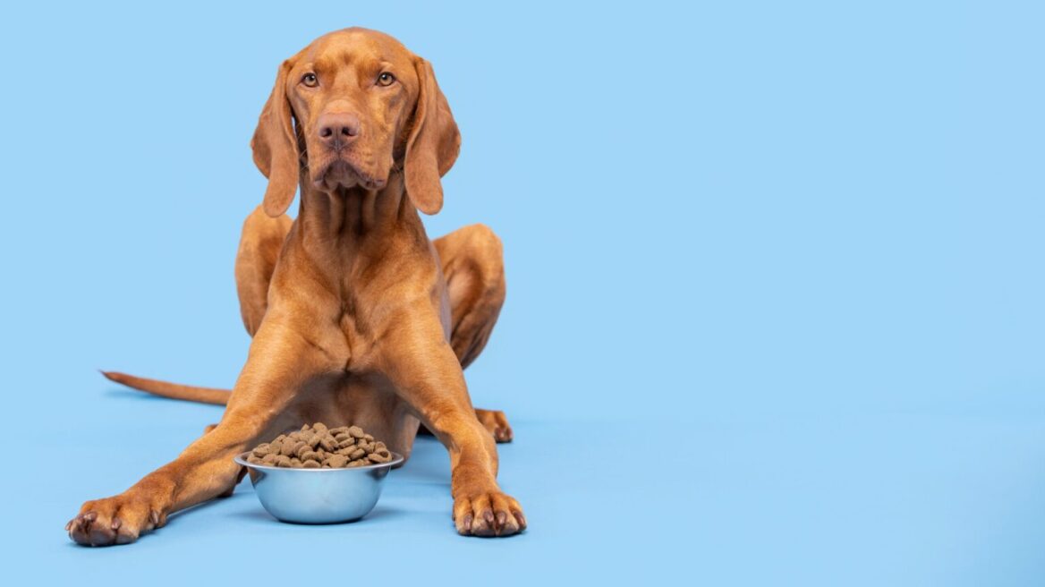 Τι πρέπει να κάνετε αν ο σκύλος σας είναι επιθετικός την ώρα που τρώει