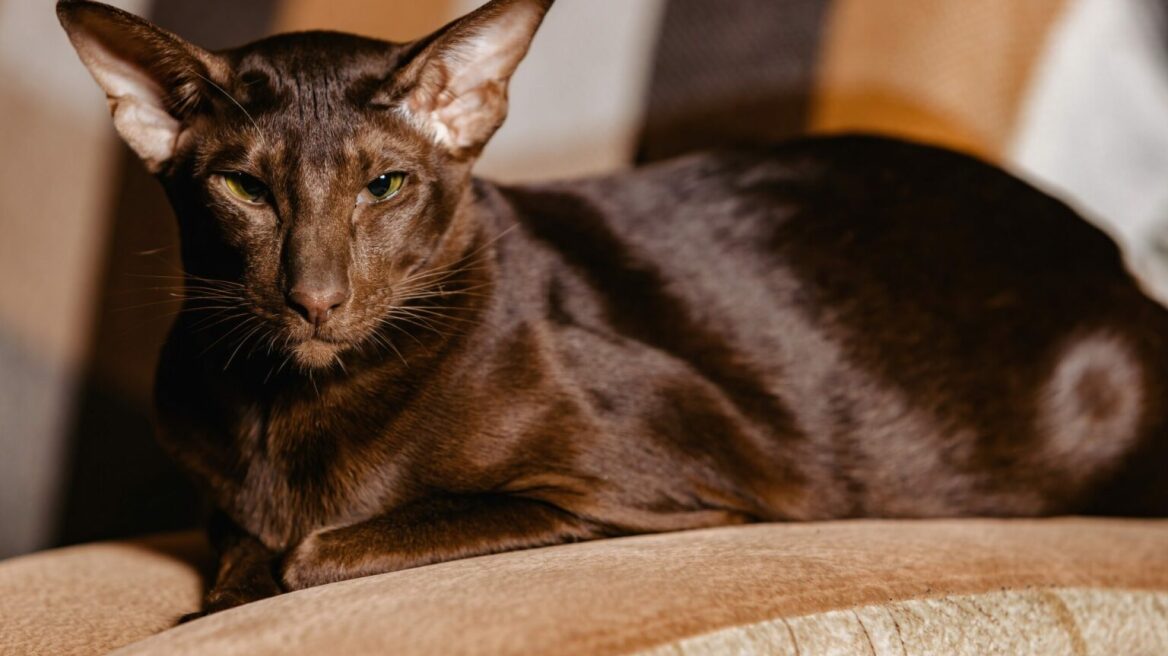 Τι πρέπει να ξέρετε για την ακριβοθώρητη γάτα Αβάνας