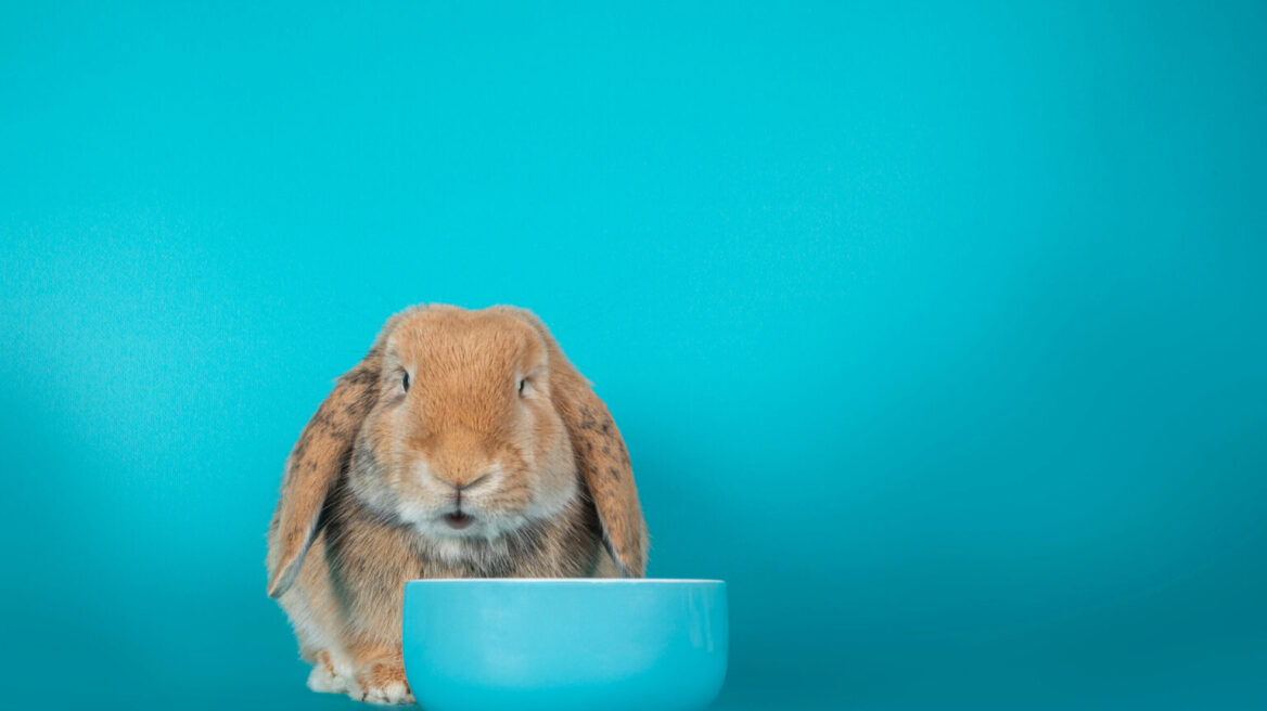 Οι ανθρώπινες τροφές που είναι απαγορευτικές για τα κουνέλια