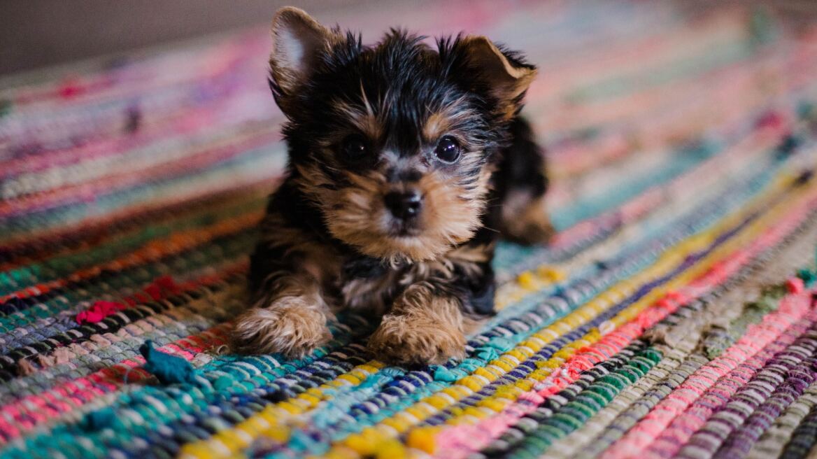 Τα στάδια ανάπτυξης ενός κουταβιού