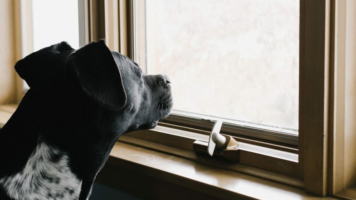 Άγχος αποχωρισμού & σκύλος: Συμπτώματα, αιτίες και τρόποι αντιμετώπισης