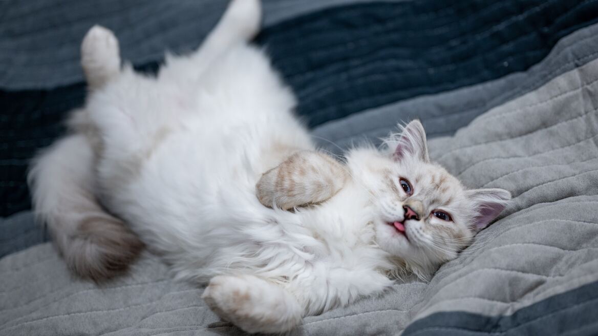 Οι λόγοι που η γάτα σας ξυπνάει τη νύχτα και πώς να το αντιμετωπίσετε