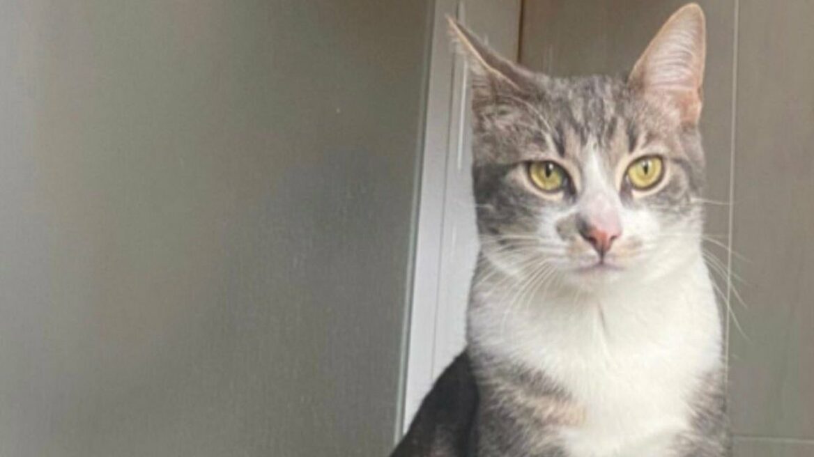 Χάθηκε ο Milo στον Άγιο Νικόλαο Αττικής