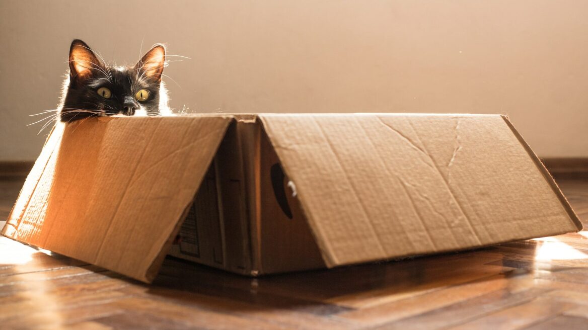 Πώς να κάνετε ομαλή τη διαδικασία της μετακόμισης για τη γάτα σας
