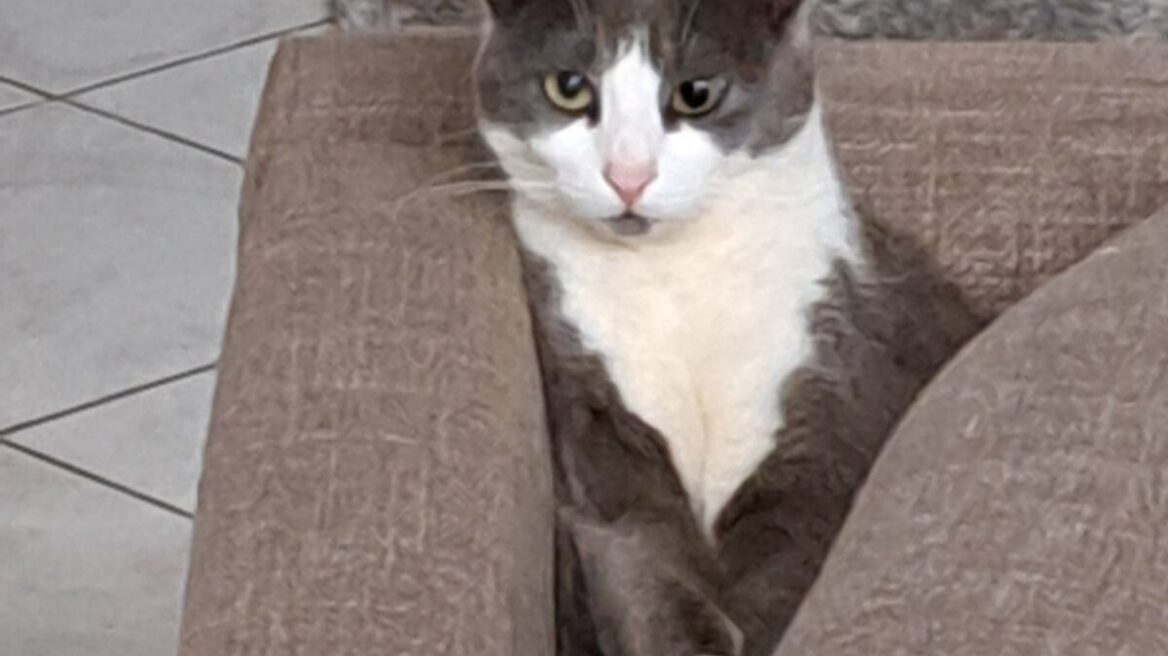 Χάθηκε η Νικόλ στο Πανόραμα