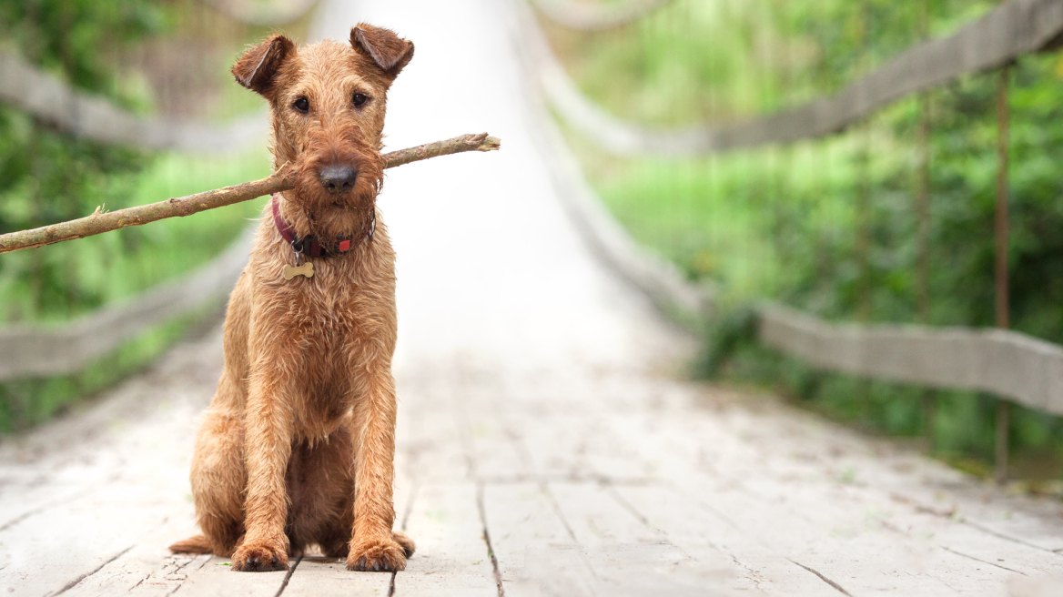 Οι λόγοι που ο σκύλος σας τρώει ξύλινα αντικείμενα - Γιατί είναι επικίνδυνο
