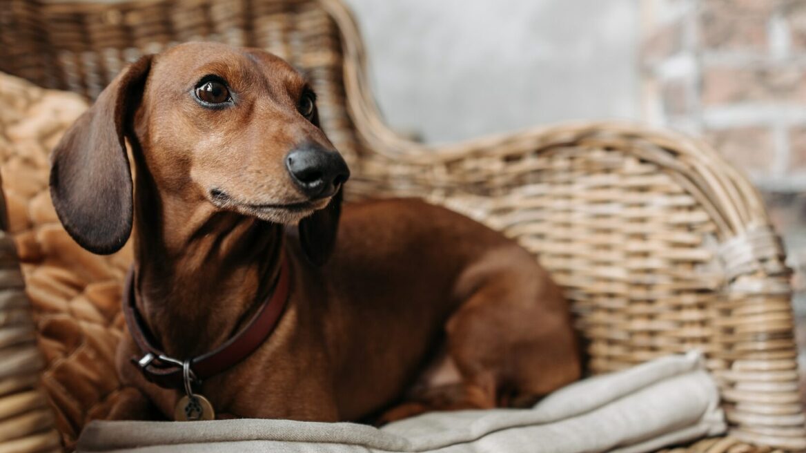 Διακοπές: Πώς θα βρείτε ιδανικό pet sitter για το κατοικίδιό σας