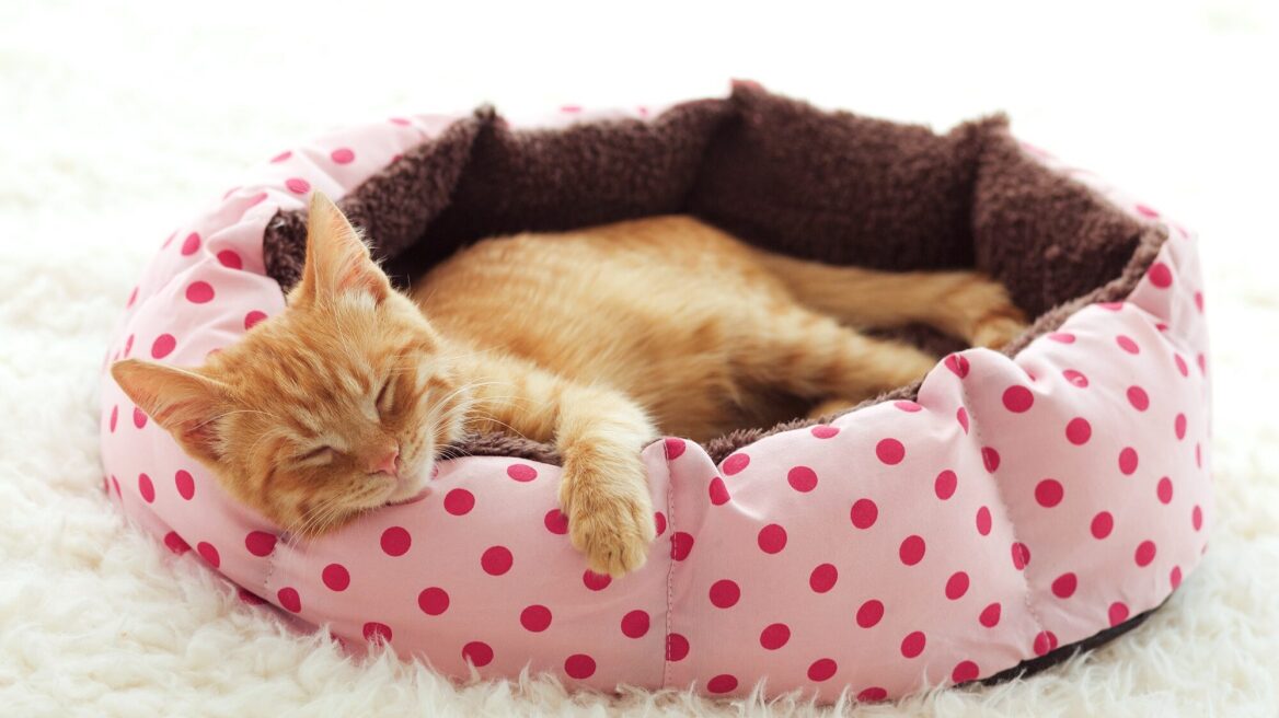 6 συμβουλές για να επιλέξετε το κατάλληλο κρεβάτι για τη γάτα σας