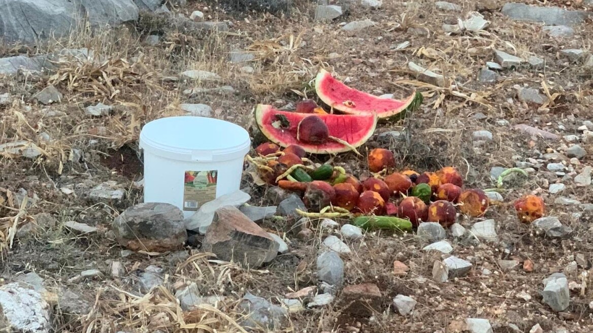 Συγκινητικές εικόνες από τη Ρόδο: Οι εθελοντές αφήνουν φαγητό και νερό για τα ζώα στα μέρη όπου πέρασε η φωτιά