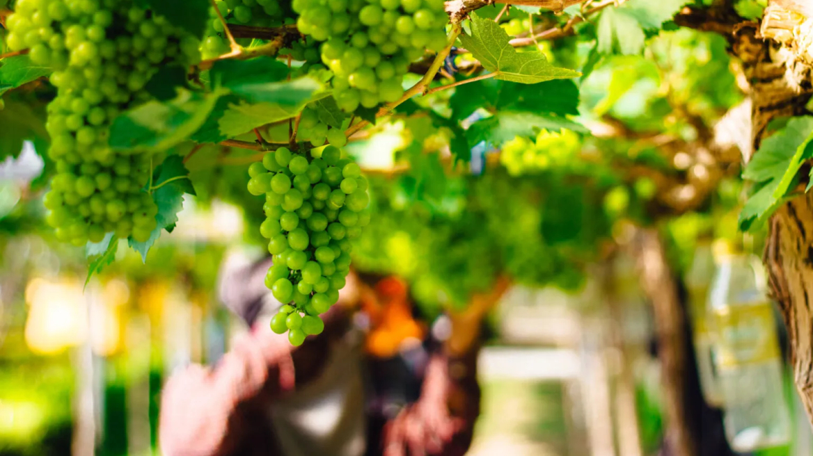 Ρέθυμνο: Τα Οινοποιεία, οι ποικιλίες και οι οινικές διαδρομές