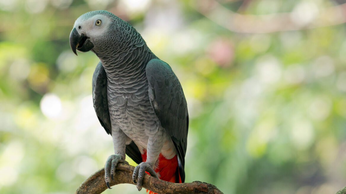 5 απίθανες πληροφορίες για τους Αφρικανικούς Γκρίζους Παπαγάλους