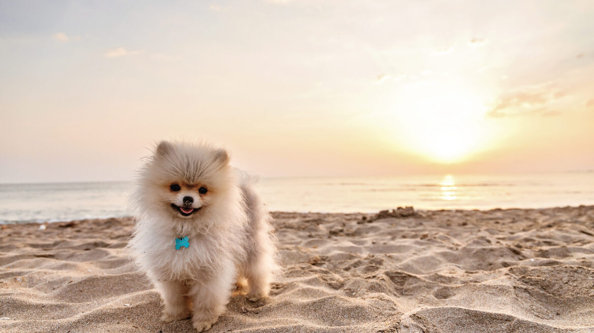 Pomeranians: 7 πράγματα που πρέπει να γνωρίζετε για τα μικροσκοπικά σκυλιά