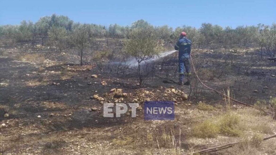 Φωτιά στη Μεσσηνία: Οριοθετήθηκε η πυρκαγιά - Κάηκαν 20 στρέμματα