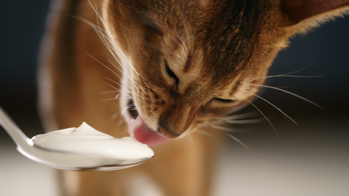 Γάτα και γιαούρτι: Πόσο και τι είδος μπορεί να φάει