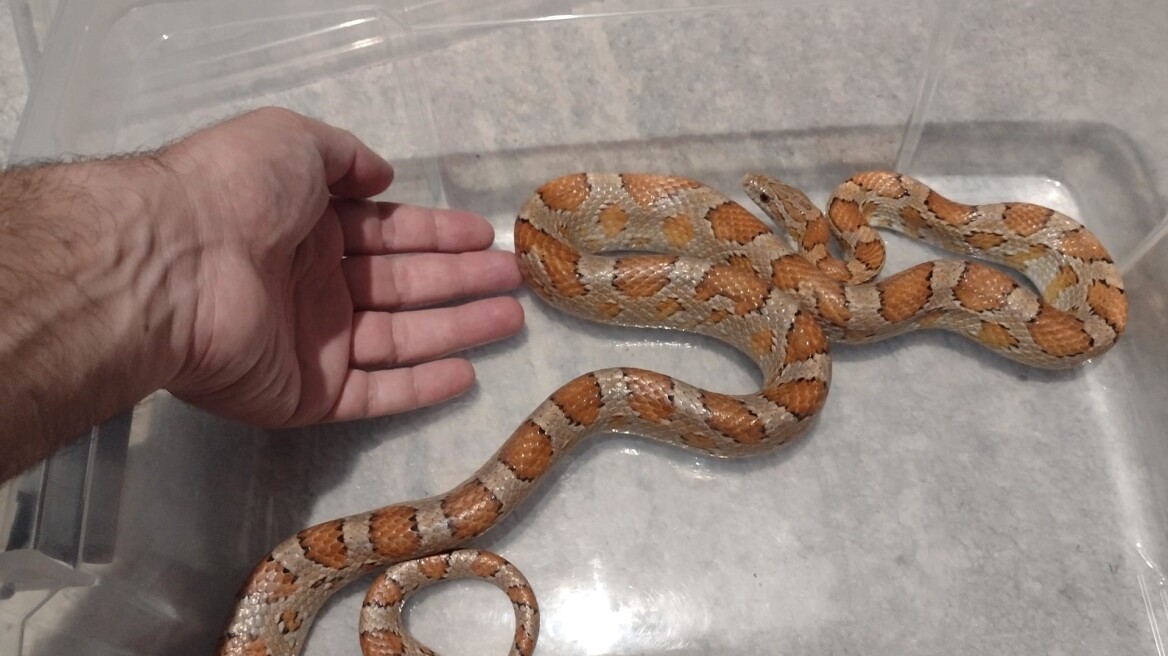 Θεσσαλονίκη: Η πυροσβεστική απομάκρυνε φίδι από διαμέρισμα